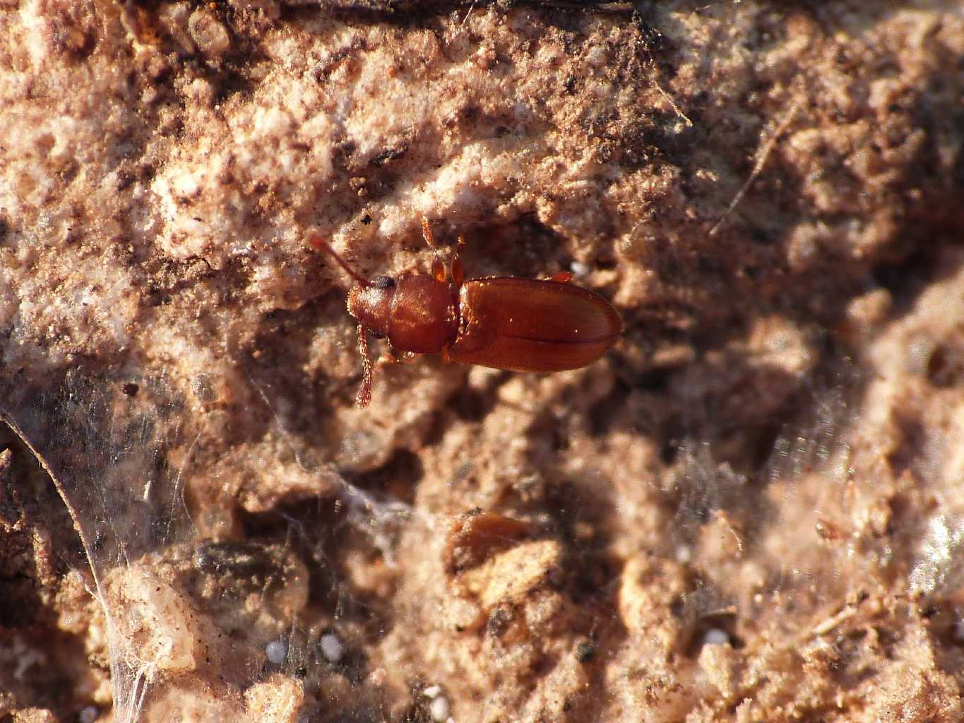 Piccolo coleottero rossiccio (Cryptophagidae?)